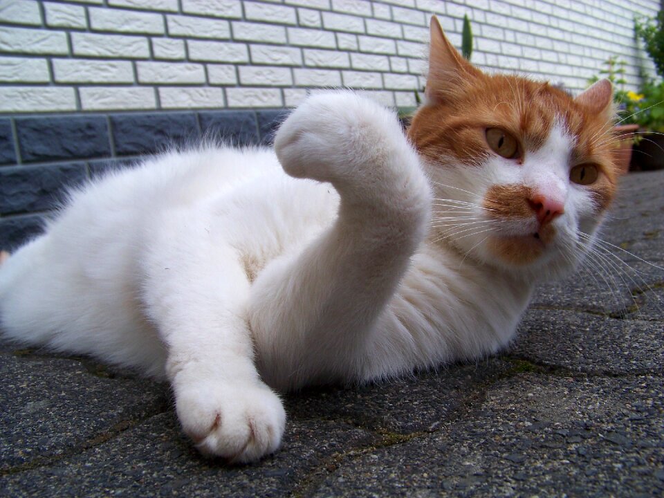 Pet mieze domestic cat
