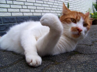 Pet mieze domestic cat
