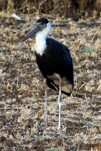 Ciconia episcopus wader bird photo