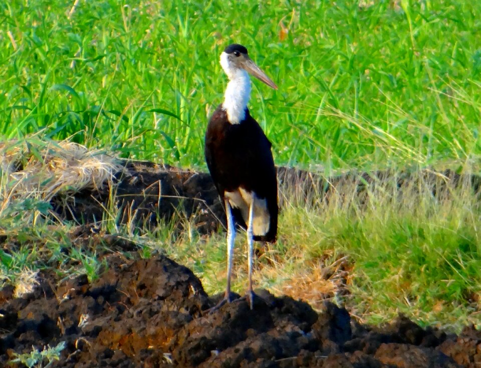 Ciconia episcopus wader bird photo