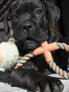 Animals dog cane corso photo