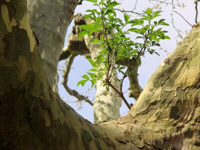 Log bark boy shoots