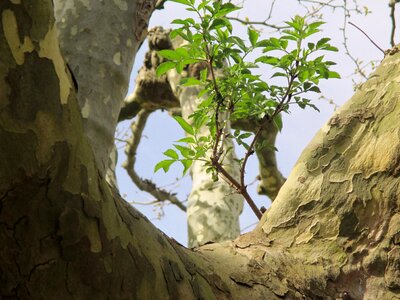 Log bark boy shoots photo