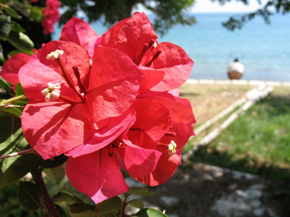Tropical nature plant