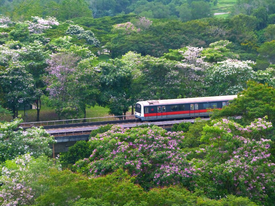 Blossoms blooming nature