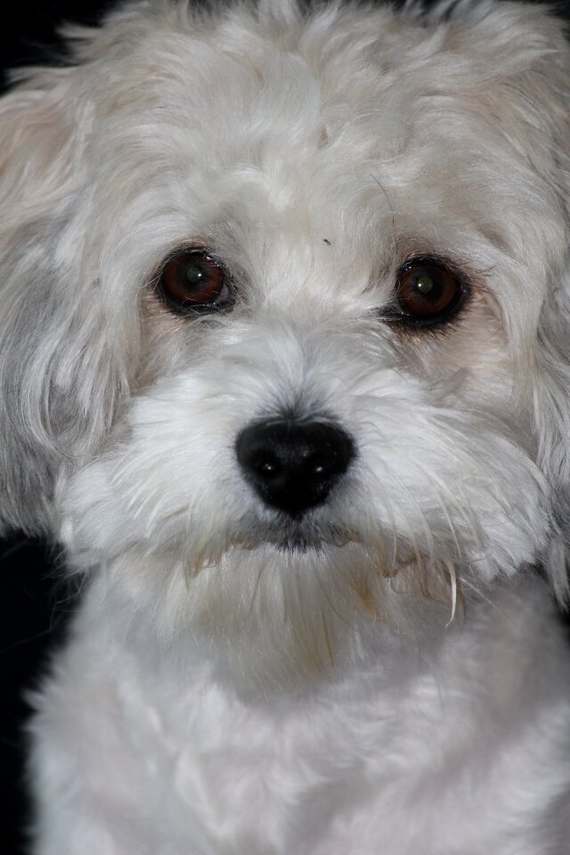 Animal good pet