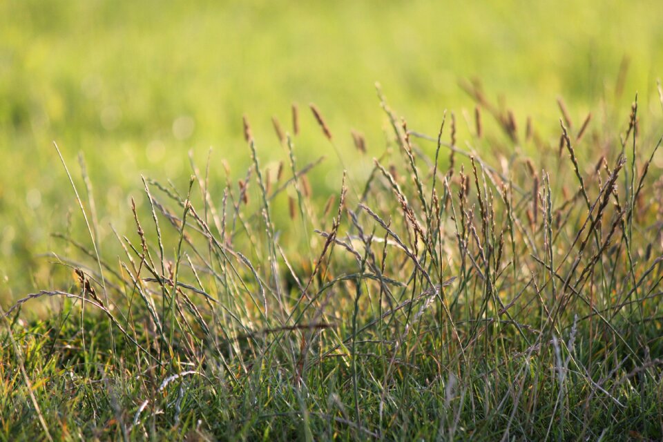 Green summer environment
