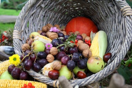 Fruit autumn grapes