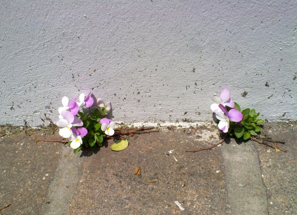 Sidewalk spring green