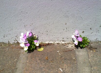 Sidewalk spring green
