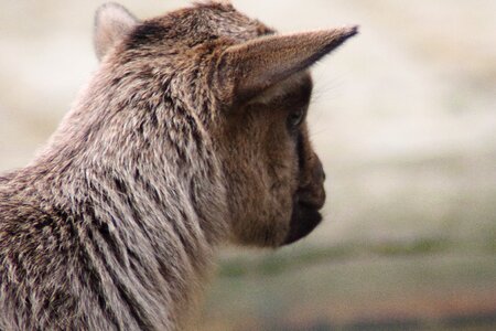 Cute goat's head animals photo