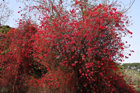 Blossom profusion india