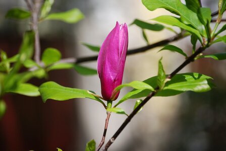 Magnolia spring nature
