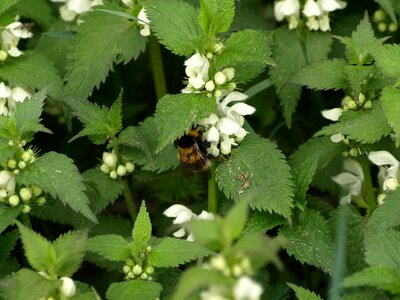 Dead nettle white deadnettle hummel
