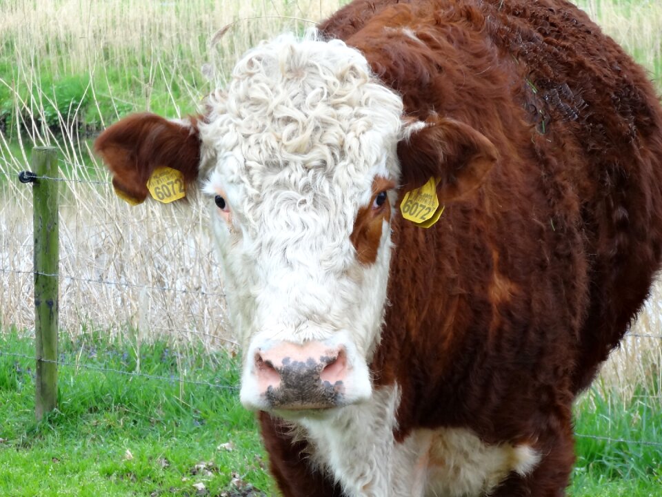 Pasture farm animal