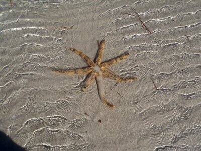 Shallow water molluscs sea animals