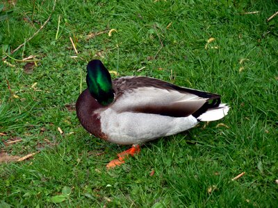 Ducks poultry plumage