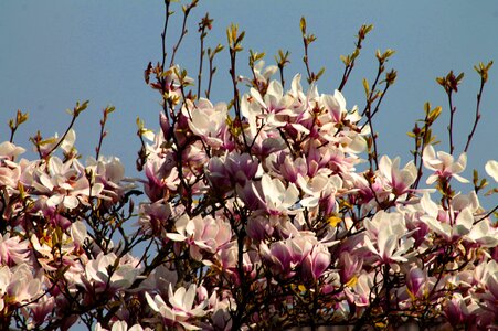 Cherry blossom bloom pink