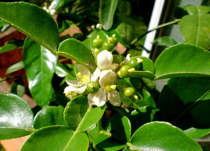 Citrus fruit lime blossom