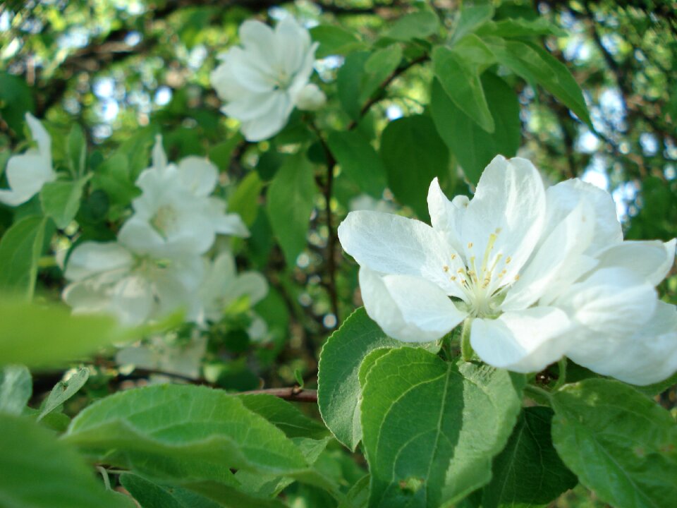 Spring flower spring flowers photo