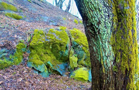 Moss green spring