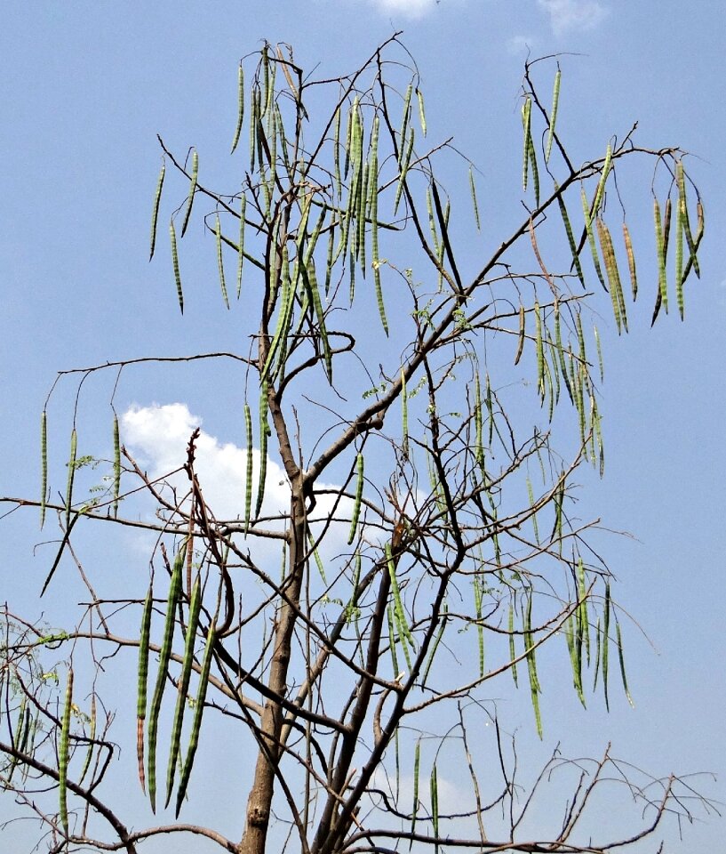 Vegetable tree india