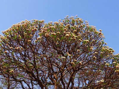 Tree blossoms india