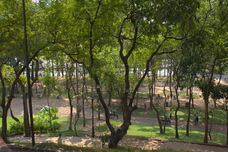 Trees outdoors garden