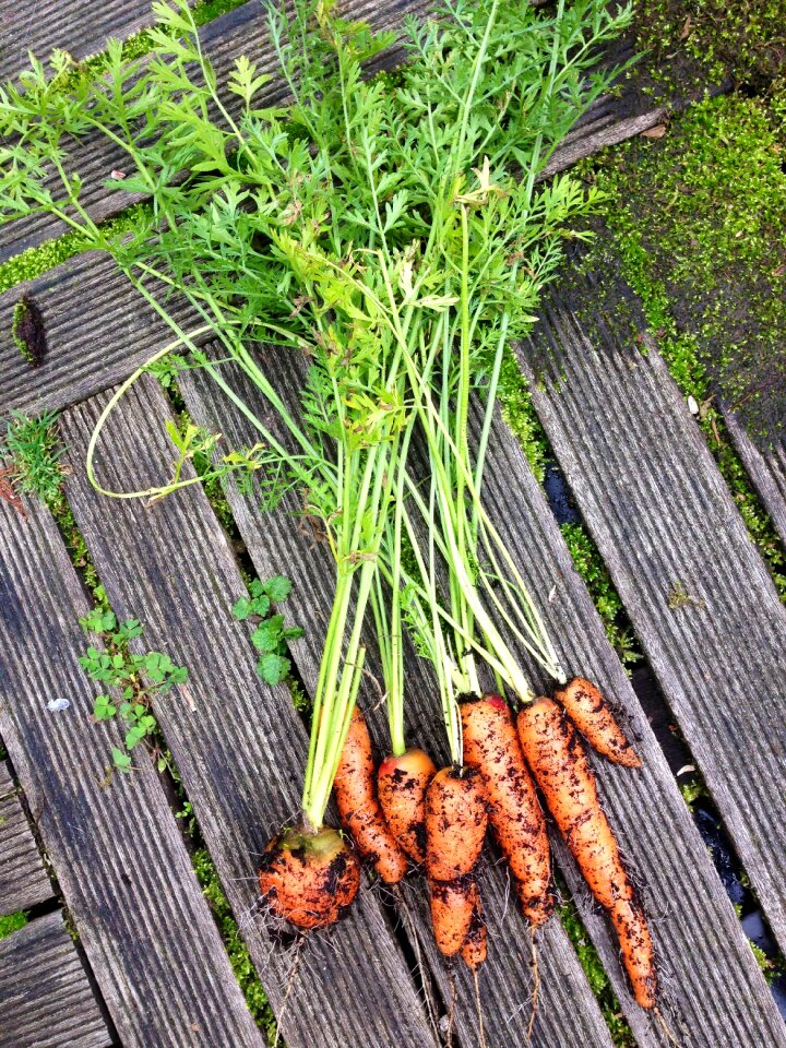 Vegetables carrots nature