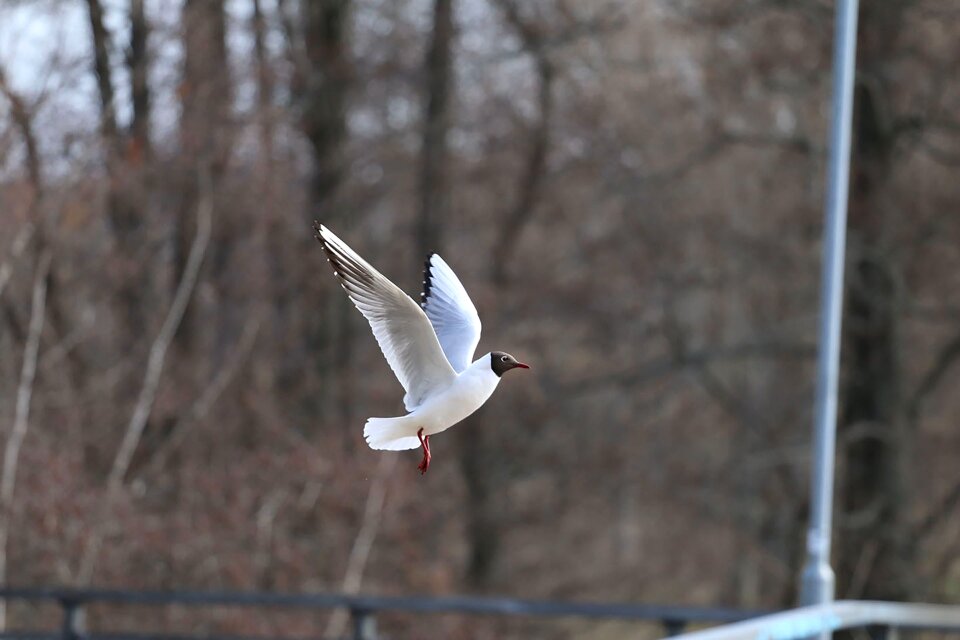 Animal nature flight