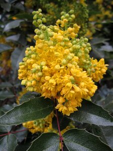 Blossom bloom yellow