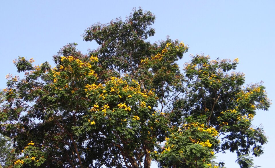 Flowers golden flamboyant yellow flamboyant