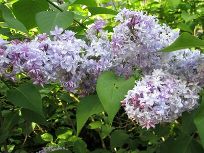 Lilac flowers purple