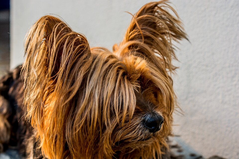 Yorkshire terrier dog small dog