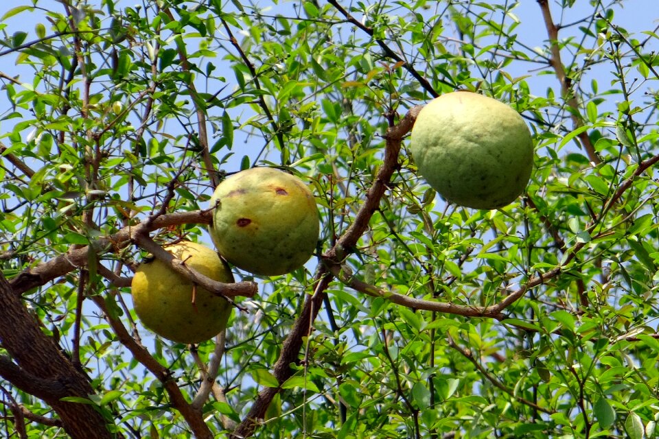 Bengal quince golden apple stone apple