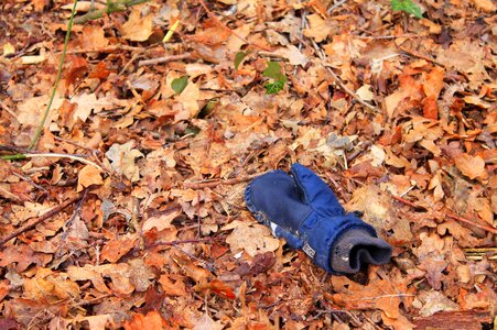 Leaves missing crime