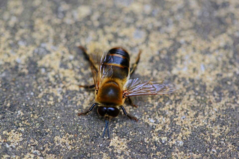 Bee buckfast insect