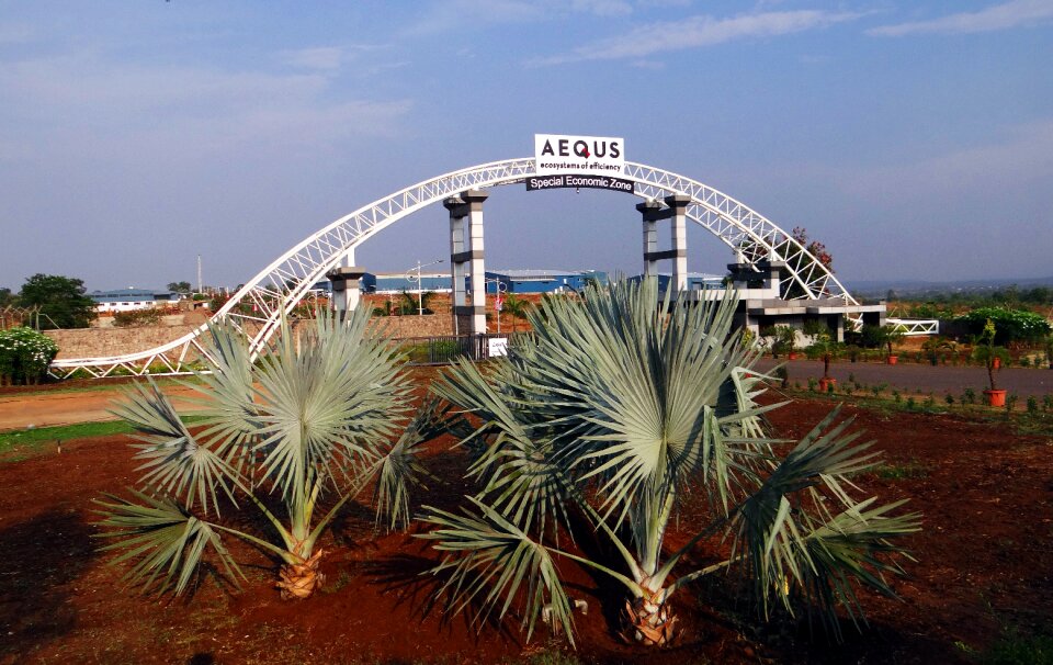 Gate bismarck palm bismarckia nobilis