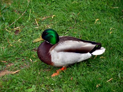 Ducks poultry plumage