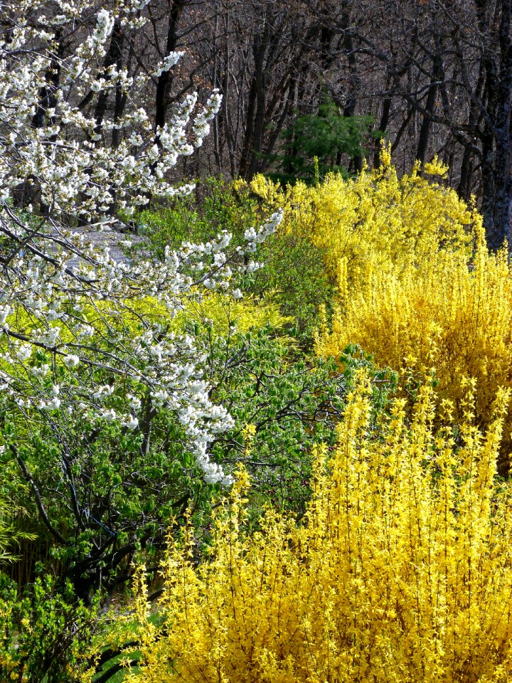 Nature contrast yellow