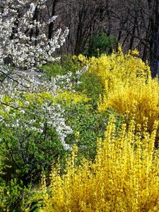 Nature contrast yellow