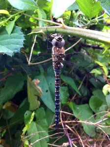 Dragonfly bug nature
