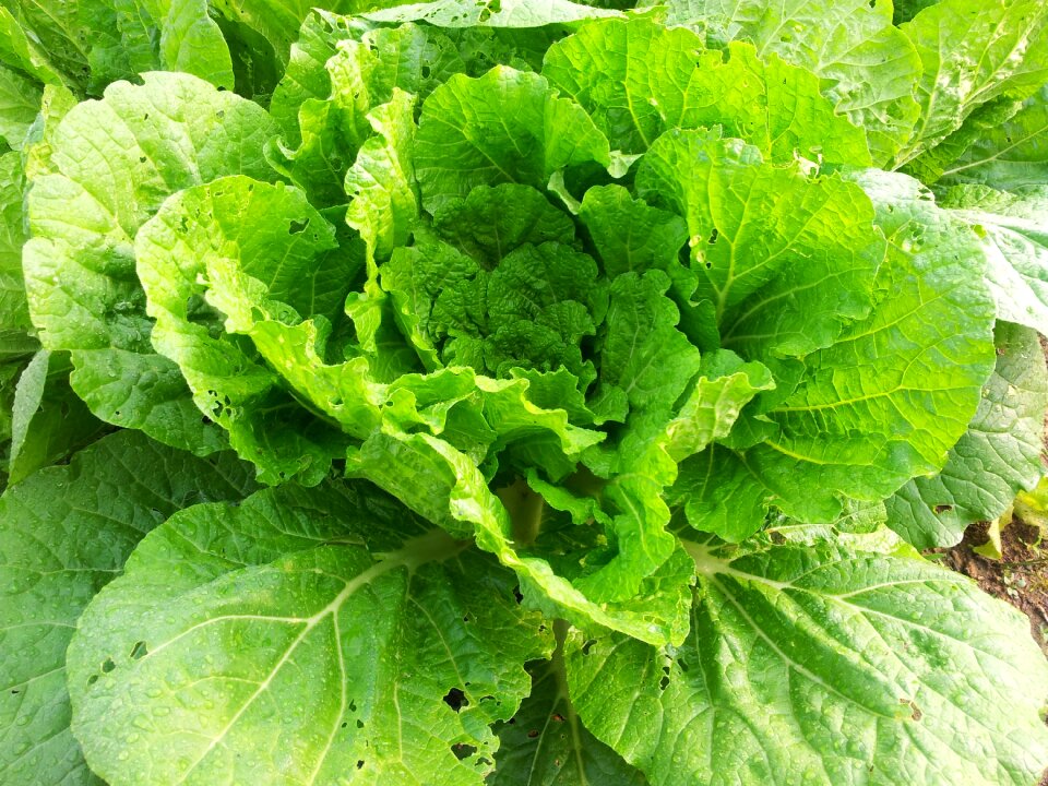 Plants green vegetables