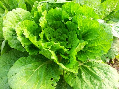Plants green vegetables