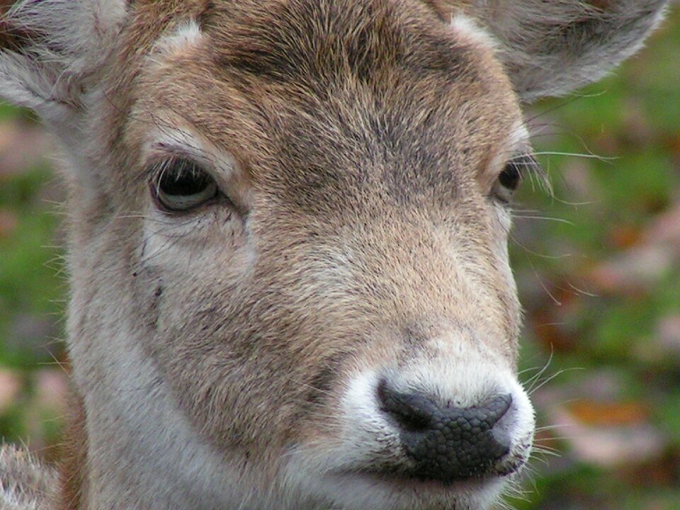 Spring animal deer
