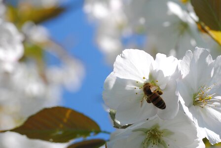 Nectar flower nature