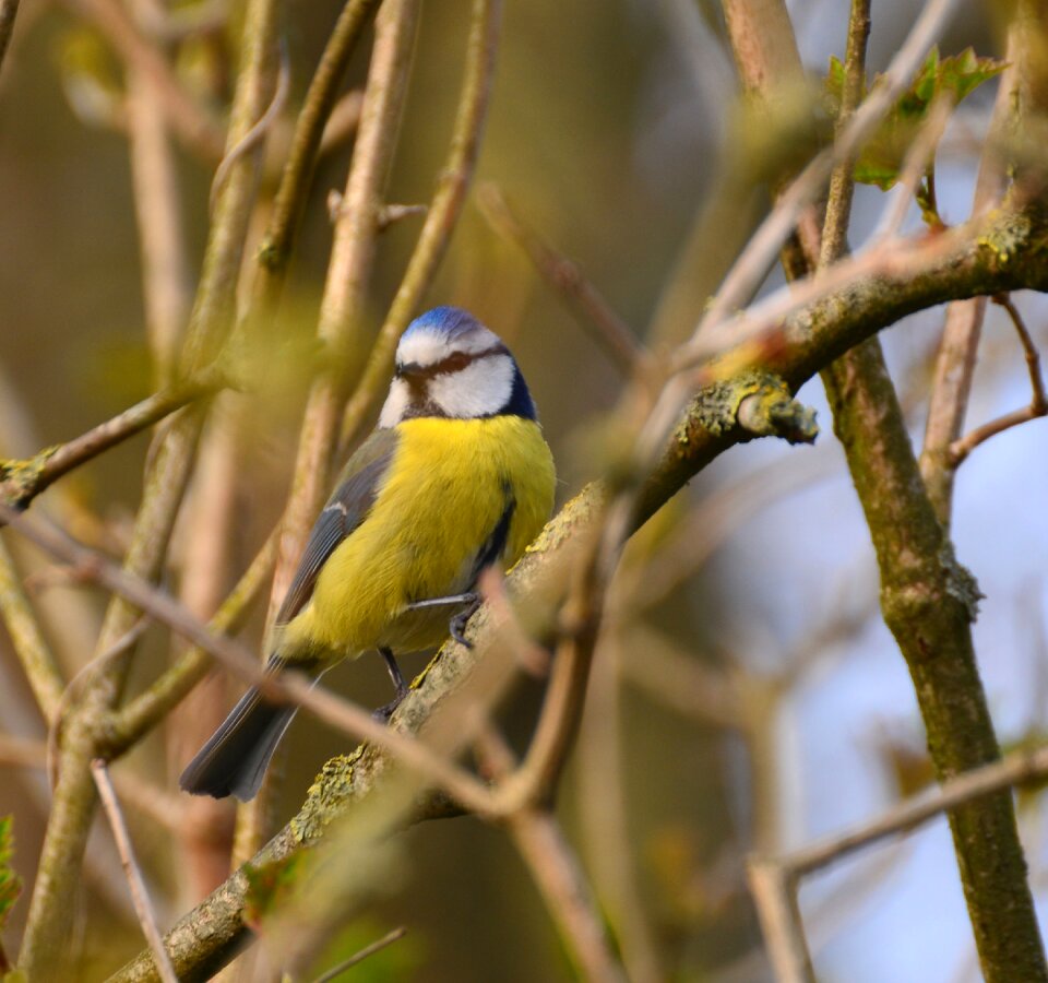 Blue tit small bird animal