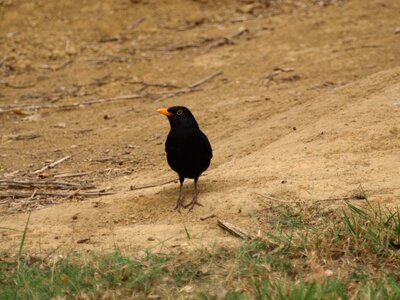 Bird black summer
