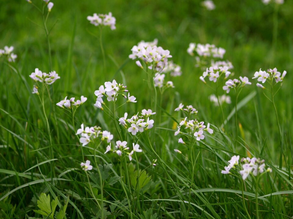 Meadow nature flower meadow