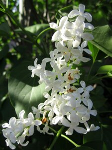Jasmin flowers white